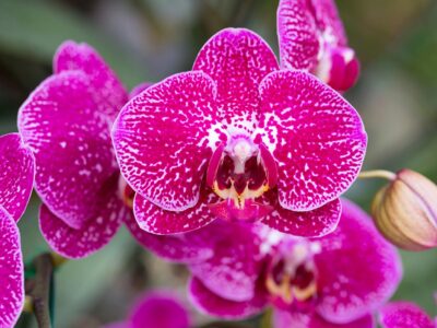 Cuidados básicos com a orquídea: um guia completo